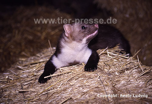 Steinmarder-R�de liegt im Stroh / Beech marten (male) lying on straw loft