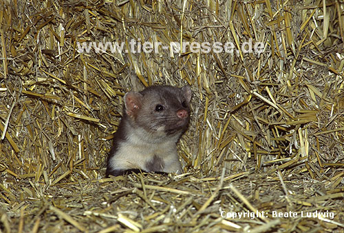 Steinmarder-R�de im Stroh / Beech marten (male) on straw loft