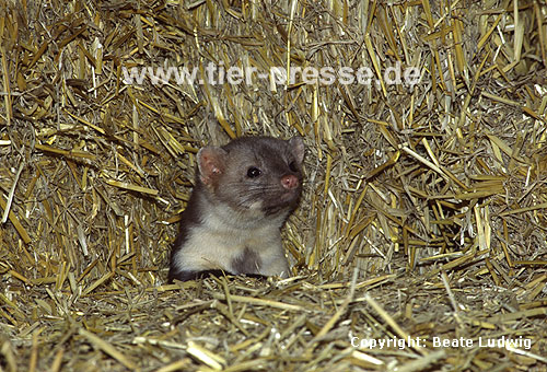 Steinmarder-Rde im Stroh / Beech marten (male) on straw loft