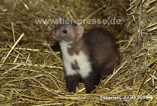 Steinmarder-R�de mit ungew�hnlich geformten Kehlfleck / Beech marten, male with unusually shaped throat-patch