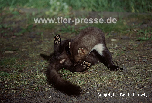 Steinmarder (Martes foina): F�he putzt sich / Beech marten: Female cleaning her fur