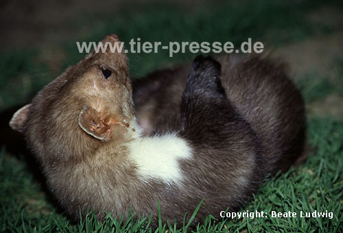Steinmarder (Martes foina): R�de reibt sich / Beech marten: Male showing body rubbing
