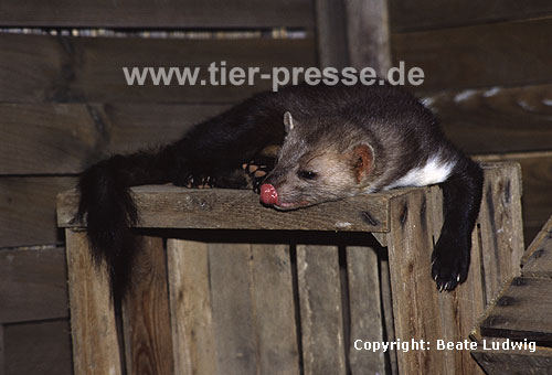 Steinmarder (Martes foina): R�de beim Ruhen / Beech marten: Resting male