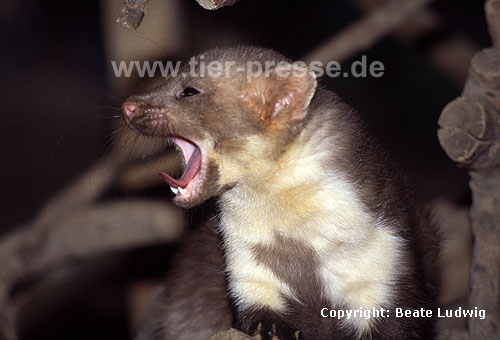 Steinmarder-Rde beim Ghnen / Beech marten, male, yawning