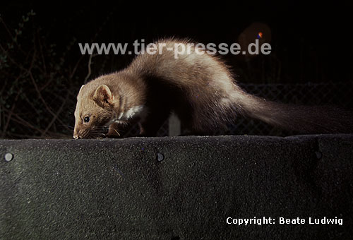 Steinmarder-F�he auf dem Dach / Beech marten female on a roof