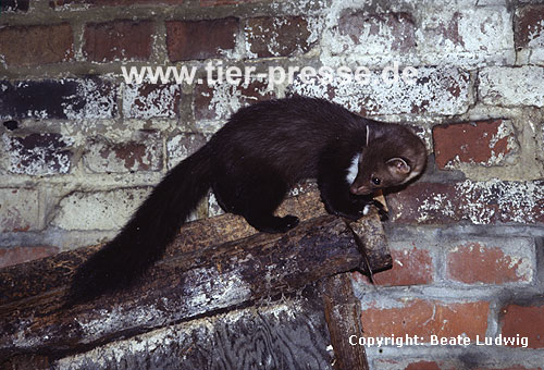 Steinmarder-F�he / Beech marten female