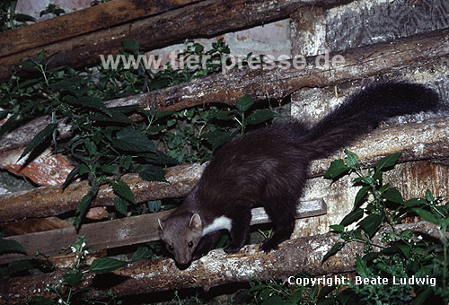 Steinmarder-F�he / Beech marten female