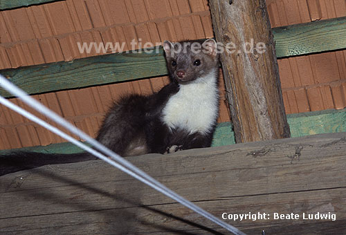 Steinmarder F�he auf einem Dachboden / Beech marten female on a loft