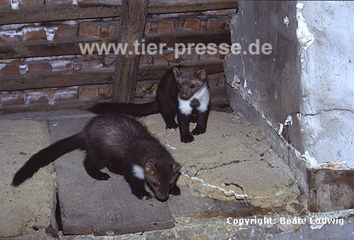 Junge Steinmarder-F�hen auf einem Dachboden / Beech marten, young females on a loft