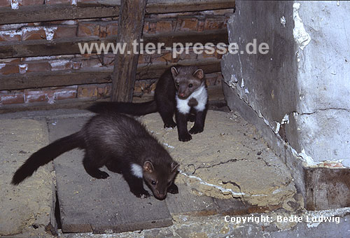 Junge Steinmarder-Fhen auf einem Dachboden / Beech marten, young females on a loft