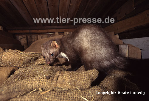 Steinmarder F�he auf einem Dachboden / Beech marten female on a loft