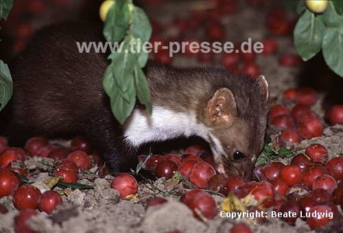 Steinmarder-Fhe frisst Mirabellen / Beech marten female eating small yellow plums