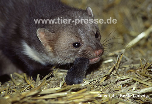 Steinmarder R�de frisst eine Maus / Beech marten male eating a mouse