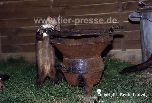 Steinmarder F�he am Grill / Beech marten female
