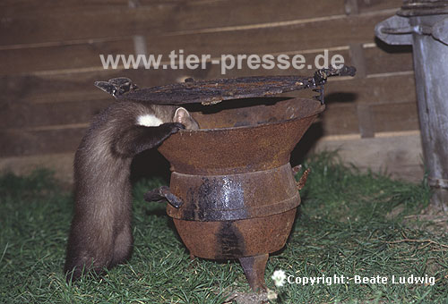 Steinmarder F�he am Grill / Beech marten female