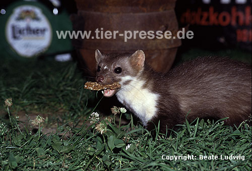 Steinmarder F�he mit Brotrest / Beech marten female with bread
