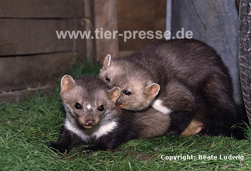 Steinmarder Paarung / Beech marten mating