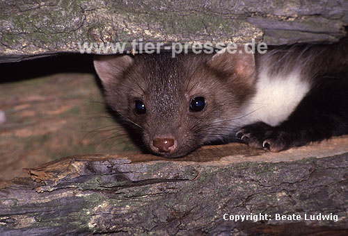 Steinmarder-Jungtier, F�he / Young Beech marten, female