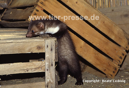 Steinmarder Jungtier / Young Beech marten