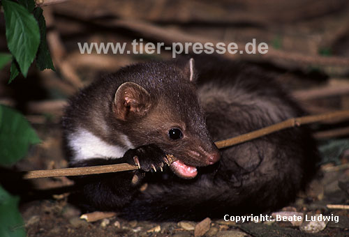 Steinmarder: Junge F�he bei�t in einen Ast / Beech marten: Young female biting a branch