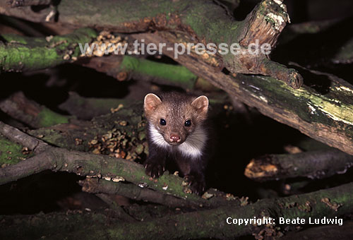 Steinmarder: Jungtier / Beech marten: Young animal