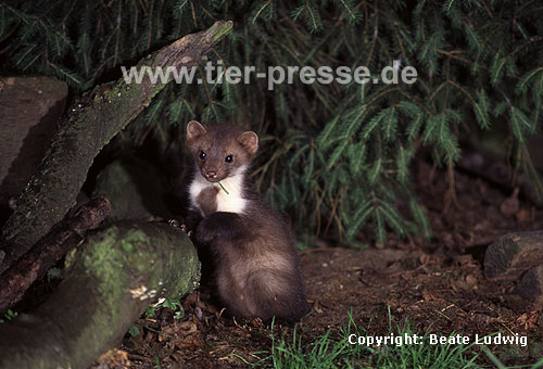 Steinmarder: Junger R�de / Beech marten: Young male