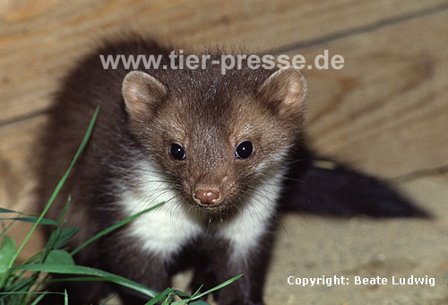 Steinmarder: Jungtier / Beech marten: Young animal