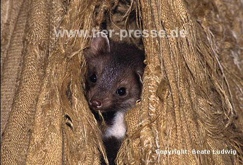 Steinmarder: Jungtier / Beech marten: Young animal