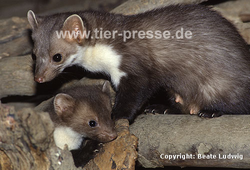 Steinmarder-F�he (rechts) mit Jungtier (links) / Beech marten female (right) and cub (left)