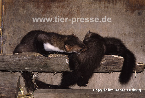 Steinmarder-F�he (links) hilft einem ihrer Jungtiere beim Klettern / Beech marten female (left) helping one of her climbing cubs