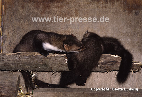 Steinmarder-Fhe (links) hilft einem ihrer Jungtiere beim Klettern / Beech marten female (left) helping one of her climbing cubs