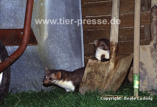 Steinmarder-F�he (links) mit Jungtier (rechts) / Beech marten female (left) and cub (right)