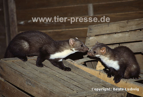Steinmarder-F�he (rechts) mit Jungtier (links) / Beech marten female (right) and cub (left)