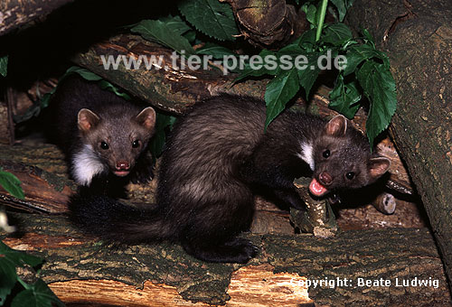 Steinmarder-Jungtiere, links Rde, rechts Fhe mit Spielgesicht / Beech marten cubs, male (left), female with open-mouth play-face (right)