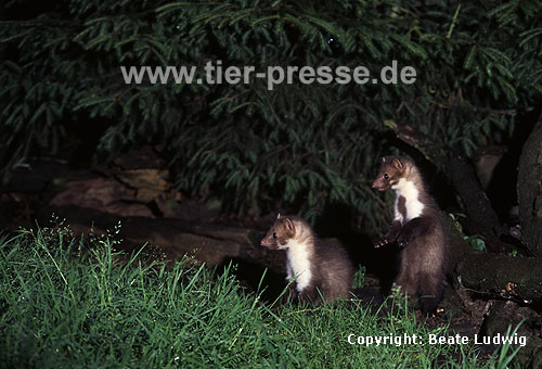 Steinmarder Jungtiere / Beech marten cubs