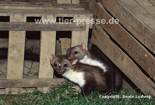 Steinmarder Jungtier (rechts) beit seine Mutter (links) beim Spiel / Beech marten cub (right) biting its mother (left), play behaviour
