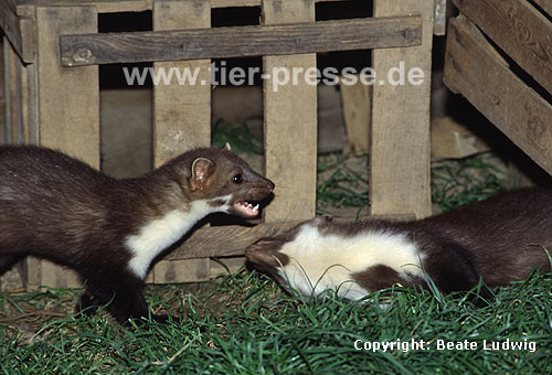 Junge Steinmarder beim Spielen / Young Beech martens playing