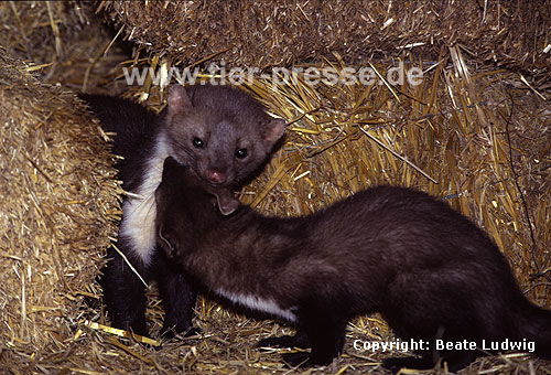 Junger Steinmarder (rechts) nimmt Kontakt zu �lteren R�den auf / Young Beech marten (right) in contact with older male