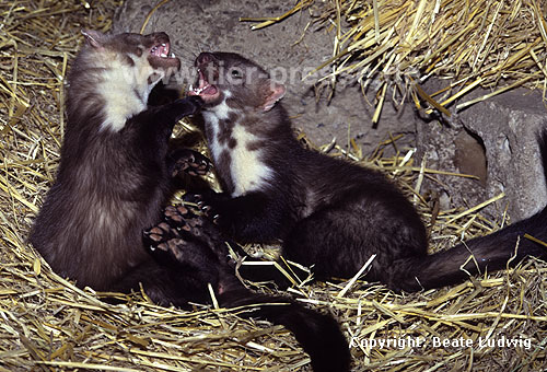 Junge Steinmarder beim Sozialspiel / Young Beech martens, social play