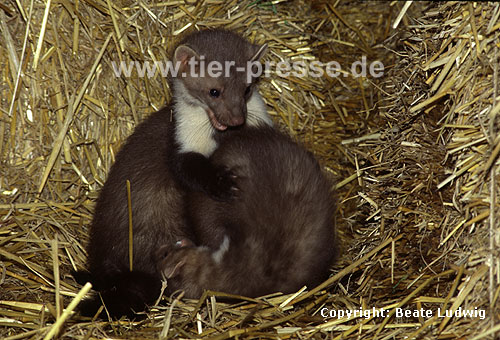 Junge Steinmarder beim Sozialspiel / Young Beech martens, social play