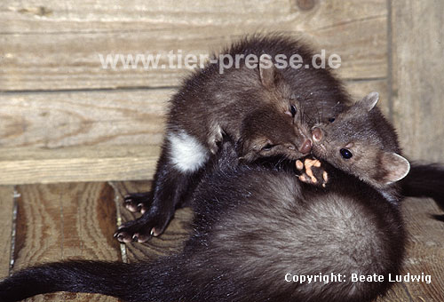 Junge Steinmarder beim Sozialspiel / Young Beech martens, social play