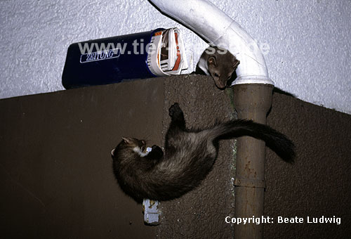 Junge Steinmarder klettern und spielen an einer Hauswand / Young Beech martens climbing and playing at the wall of a house