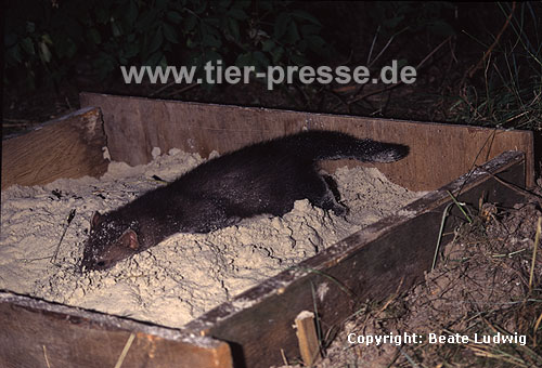 Junger Steinmarder-R�de spielt in einem Sandkasten / Young Beech marten (male) playing in a sand box