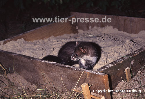 Junger Steinmarder-Rde spielt in einem Sandkasten / Young Beech marten (male) playing in a sand box
