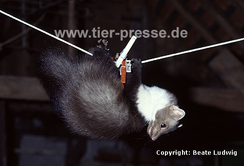 Junge Steinmarder-Fhe spielt an einer Wscheleine, auf einem Dachboden / Young Beech marten (female) playing at a clothing-line, on a loft