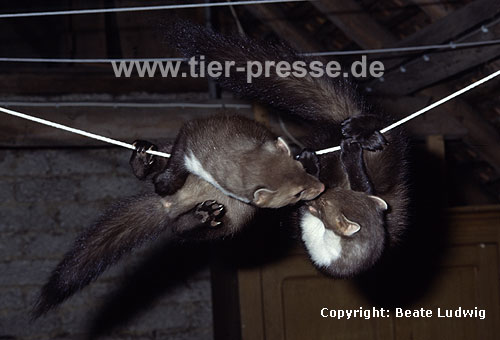 Junge Steinmarder-Fhen spielen an einer Wscheleine, auf einem Dachboden / Young Beech martens (females) playing at a clothing-line, on a loft