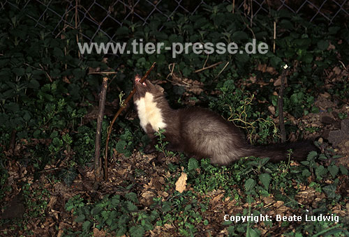 Steinmarder-F�he bei�t in einen Zweig / Beech marten (female) biting in a twig
