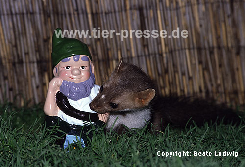 Steinmarder-Fhe erkundet einen Gartenzwerg / Beech marten (female) exploring a garden dwarf