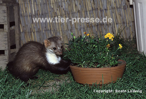 Steinmarder-Fhe erkundet eine Blumenschale / Beech marten (female) exploring a flower-pot