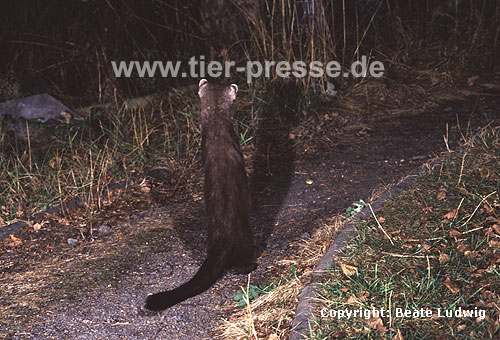 Steinmarder-F�he macht M�nnchen und sichert die Umgebung / Beech marten (female) standing up and watching the surroundings